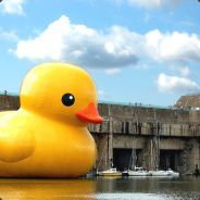 duckey1's avatar