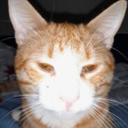 † 𝖓𝖔𝖔𝖇 †