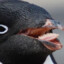Penguin Punter