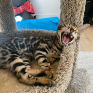 火速上票洗澡睡觉