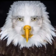 adispzoo