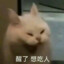 芝士雪豹