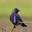 DukeJackdaw