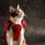 Samurai-Cat