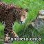 Panther.tlt