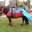 SUPERPONY