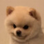 𝕼• ᴥ •𝕼