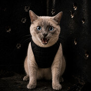 CorneredCat
