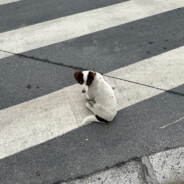 我卢本伟没有开挂