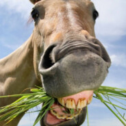 deti Jloshad' xopoNiJli