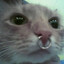 cute chud cat girl