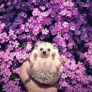 FloralHedgehog