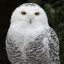 Snowowl