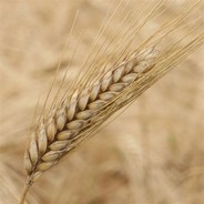 Wheat