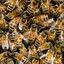 100000 bees