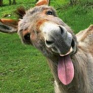 крутой ишак мамед