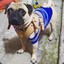 NoYoSoyUnPug 98