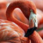 Alpha_Flamingo