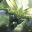 Scyther