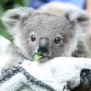 IhrKoalaBaby