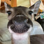 ᵃ ᵈᵉᵉʳ
