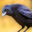Crow