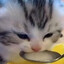 kittymaxxing