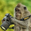 N0 MONKEY BUSINESS