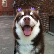 BROZZZ csgoempire.com