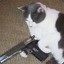 The Cat With Deagle