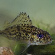 СОСКОВЫЙ ЁРШ