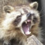 Rancid Raccoon