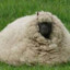 chonker_sheep