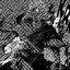 Shadow_Kymar