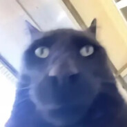 叫天天不应叫哥哥布林