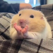 心有栀子花 梨花怎入心