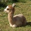 Fluffy Alpaca