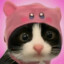双子座小猫