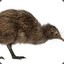 A Whole Kiwi