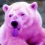 Pinkpolarbears