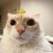 ℭ 𝔯 𝔦 𝔰 𝔰