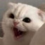 bonkussy