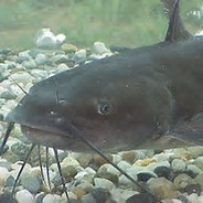 Catfish