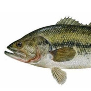 Largemouth Bass