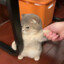 蒜头老猫