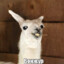 mr alpaca