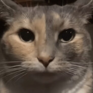 Saanol1.0