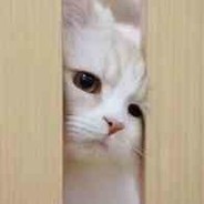 也许这就是天命