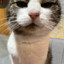 kitty
