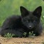 blacknavyfox